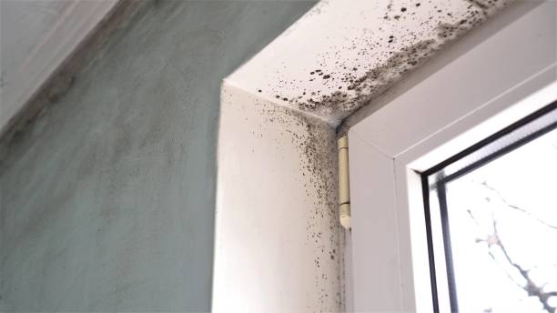 Best Mold Odor Removal Services  in Succasunna, NJ