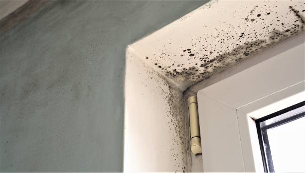 Mold Documentation for Insurance Claims in Succasunna, NJ