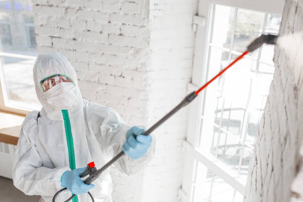 Trusted Succasunna, NJ Mold Removal Experts