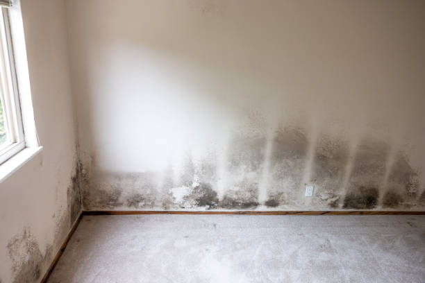 Best Mold Removal for HVAC Installations  in Succasunna, NJ