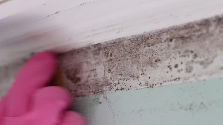Mold Remediation for Vacation Homes in Succasunna, NJ